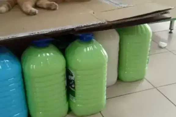 Пропала кошка, улица Тургенева, 102, Мценск - photo