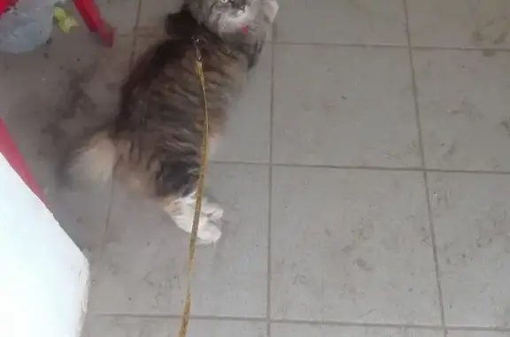 Пропала кошка, улица Победы, Переславль-Залесский - трехцветный окрас, короткий хвостик - photo