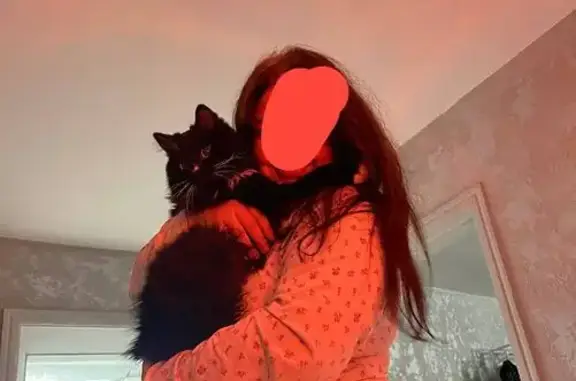 Пропал кот, бульвар Мира, 38, Невинномысск - черный с белыми отметинами - photo