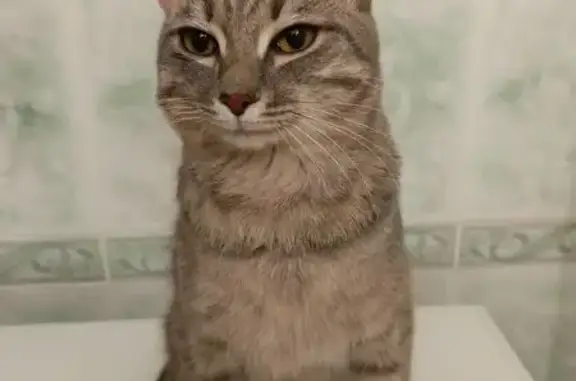 Найдена кошка, Омск, фото: Найдена кошка, улица Ватутина, 28/1, Омск - серый с пятнышками, молодой и ласковый