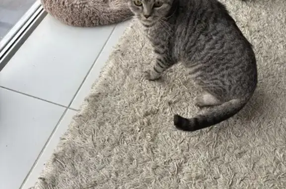 Найдена кошка, Волжский, фото: Найдена кошка, проспект Ленина, 97, Волжский - породистая и ласковая