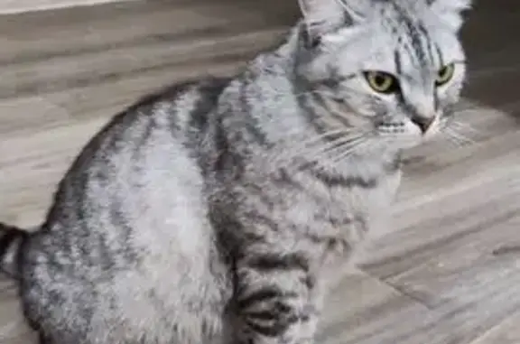 Пропала кошка, улица Дружбы, Вязники - серый окрас с чёрными полосками - photo