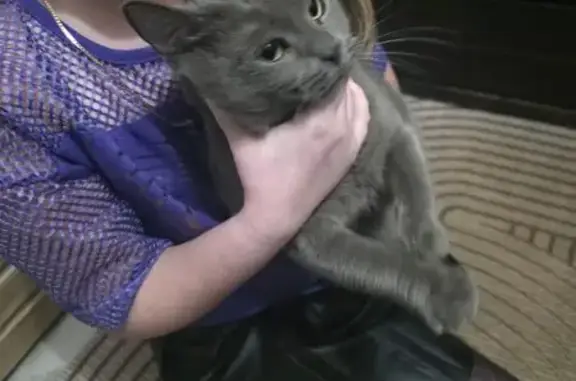 Найдена кошка, Йошкар-Ола, фото: Найдена кошка, Ленинский проспект, 19, Йошкар-Ола - серая, боится улицы