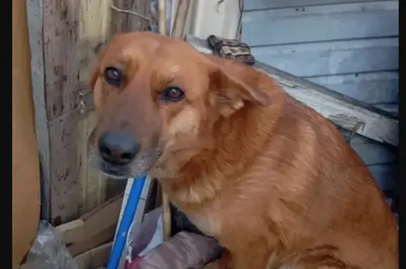 Найдена собака, улица Бархатовой, 4, Омск - рыжая со следом от ошейника - photo