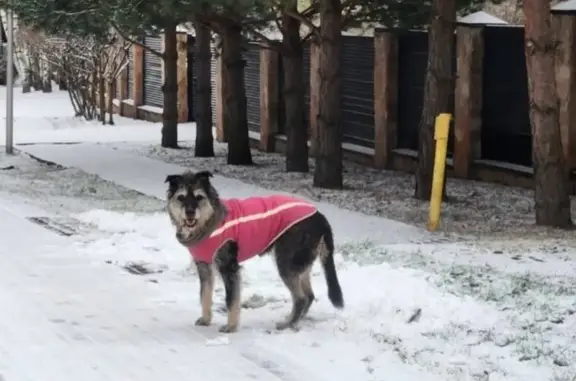 Пропала собака, Центральная улица, Москва - белый крест на груди, хромает - photo