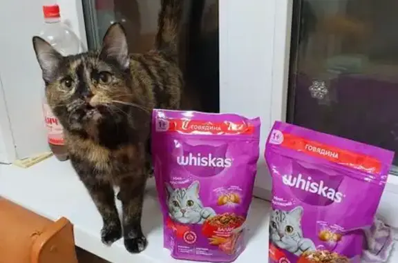 Пропала кошка, улица Громова, 7, Челябинск - трехцветная девочка - photo