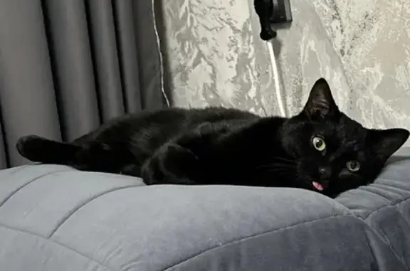 Пропала кошка, улица Зорге, 209, Новосибирск - photo