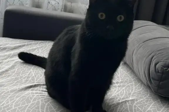 Пропал кот, улица Зорге, 209, Новосибирск - круглые глаза, белое пятнышко - photo