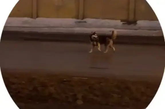 Найдена собака, Екатеринбург, фото: Найдена собака, Окружная улица, 8, Екатеринбург - возможно хаски/лайка