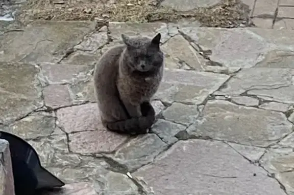 Найдена кошка, Орлово, фото: Найдена кошка, Володарское шоссе, Орлово - темно серый окрас