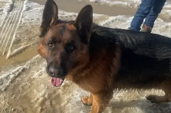 Объявления о пропавших и найденных животных, Арзамас, фото: Найден собака, 22Н-0239, Арзамас - чепрачный немецкий овчарка в черном ошейнике