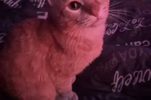 Пропала кошка, Краснодарская улица, 60, Москва - рыжий, 1 год - photo