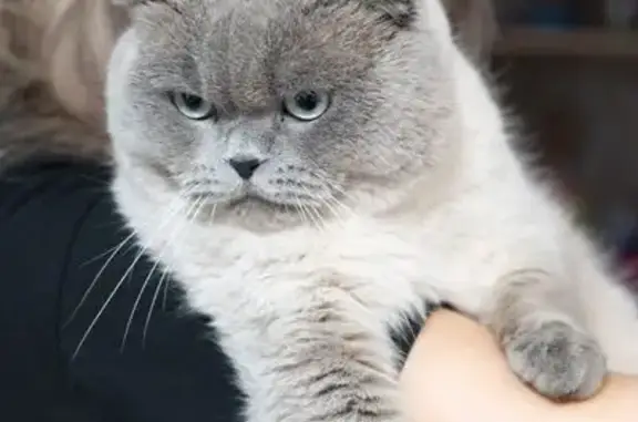 Пропал кот, Беломорский переулок, 17, Ростов-на-Дону - шотландский вислоухий, серый - photo