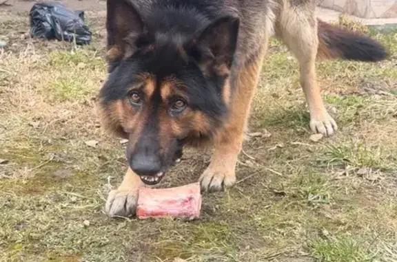 Найдена собака, Славск, фото: Найден собака, Славск, Калининградская область - очень послушная, знает команды