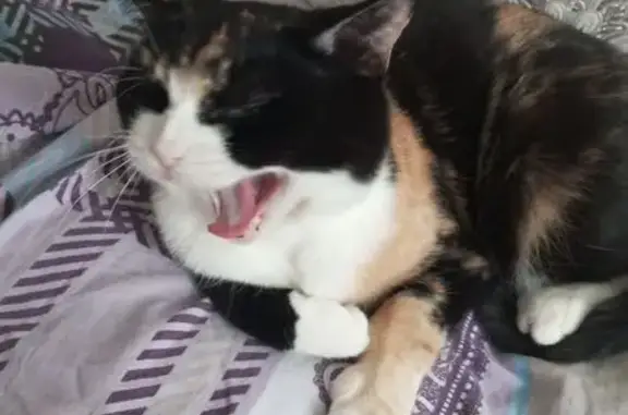 Пропала кошка, трёхцветная, улица Южакова, 80, Вологда - photo