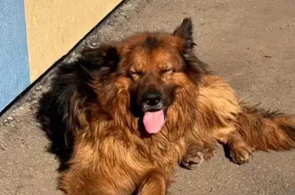 Найдена собака, Сгонники, фото: Найден собака, Сгонники, Московская область - кобель с биркой на ухе