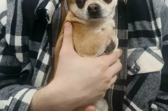 Найдена собака, Брянск, фото: Найден собака, Фосфоритная улица, Брянск - порода чихуахуа, кобель