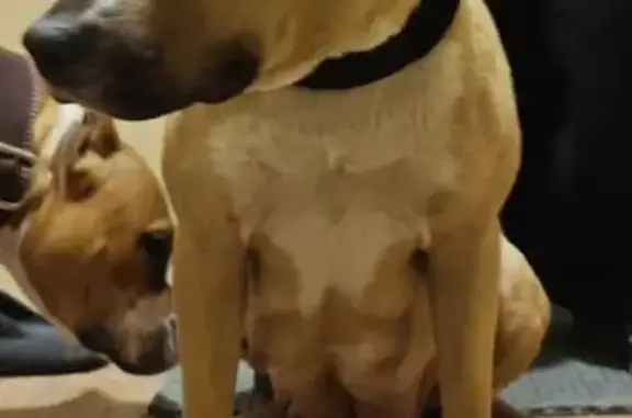 Найдена собака, Каменск-Шахтинский, фото: Найдена собака женского пола, Рудничная улица, 44, Каменск-Шахтинский - веслоухая, бежевого цвета