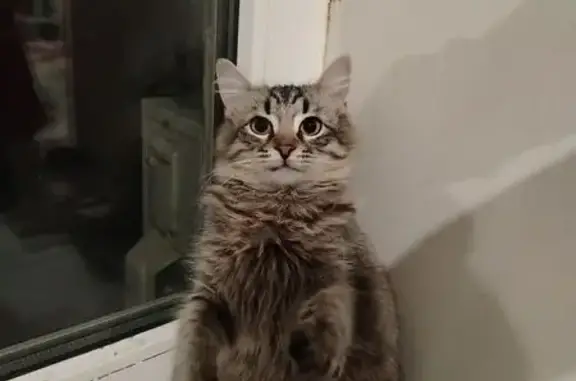 Пропал кот, улица Чебышева, 36, Волгоград - photo