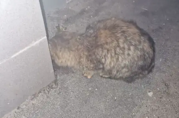 Найдена кошка, Казань, фото: Найдена кошка, улица Кави Наджми, Казань - коричнево-рыжая с черным окрасом