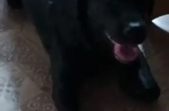 Пропала собака, Смоленская улица, 30, Рославль - чёрный лабрадор, девочка 2 года - photo