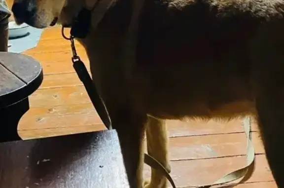 Пропала собака Девочка, Сокол (rl1156023) - photo