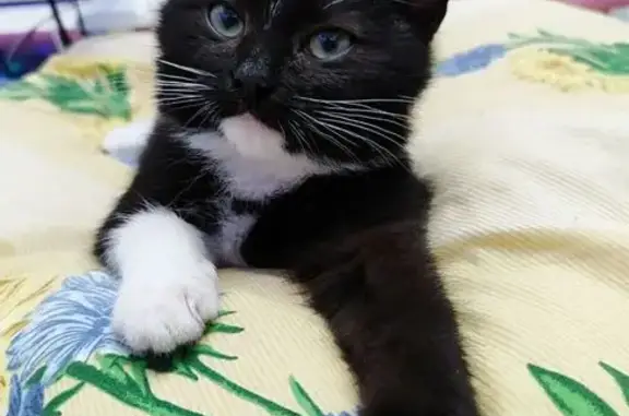 Пропала кошка, Садовая улица, 5, Кашира - photo