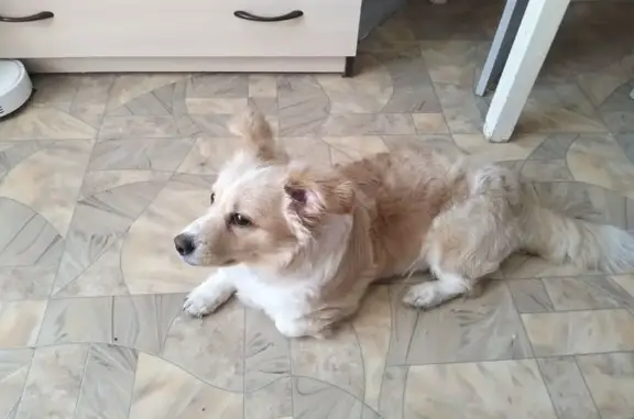 Пропал собака, Ульяновский проспект, Красноярск - средний размер, рыжий-белый окрас - photo