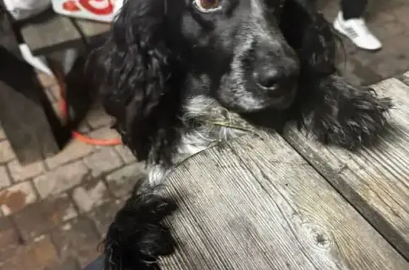 Пропал собака, Кавалерийская улица, 28, Ставрополь - черно-белый окрас, очень умный - photo