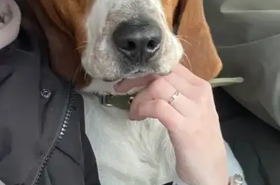 Пропала собака, Южная улица, 7, Бессоновка - photo