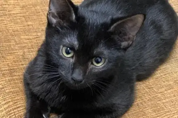 Пропала кошка, улица Генерала Белова, Москва - photo