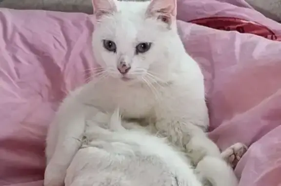 Пропала кошка, 2-я Интернациональная улица, Лежнево - photo