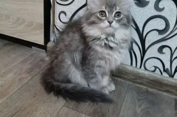 Пропала кошка, улица Маршала Захарова, 7А, Тюмень - photo