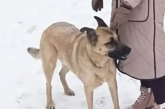 Пропала собака Мальчик, Ратчино (rl1156039) - photo