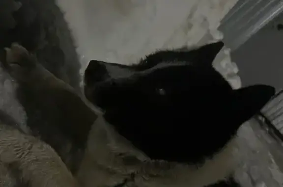 Найдена собака, Казань, фото: Найдена собака, улица Черкасова, 97, Казань - задние лапы отказали