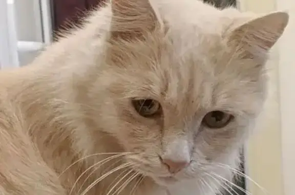 Пропал кот, Мутнянская улица, 54А, Ставрополь - отзывается на кличку Мася - photo