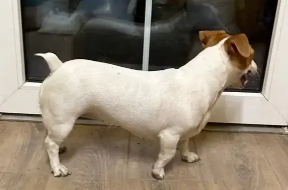 Найдена собака, Краснослободск, фото: Найдена собака, Красноярская улица, 40, Краснослободск - порода Джек Рассел, девочка