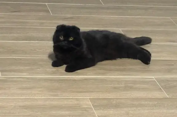 Пропала кошка, 13-й проезд Мясново, 22, Тула - photo