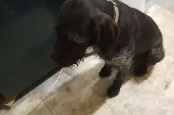 Найдена собака, Энгельс, фото: Найдена собака, улица Космонавтов, Энгельс