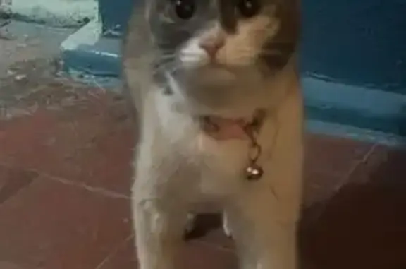 Найдена кошка, Волгоград, фото: Найдена кошка, улица Гейне, Волгоград