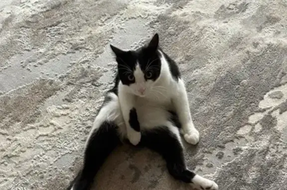 Пропала кошка, улица Карла Маркса, 63, Павловская - photo