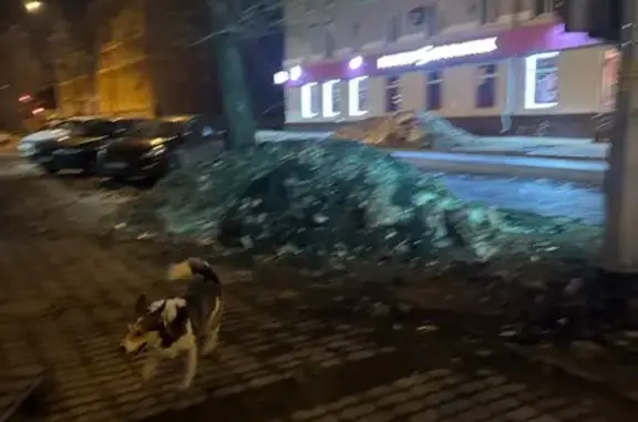 Найдена собака, Екатеринбург, фото: Найдена собака, улица Машиностроителей, 22, Екатеринбург