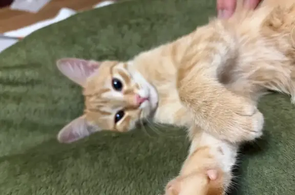 Пропала кошка, улица Воровского, 139, Киров - photo