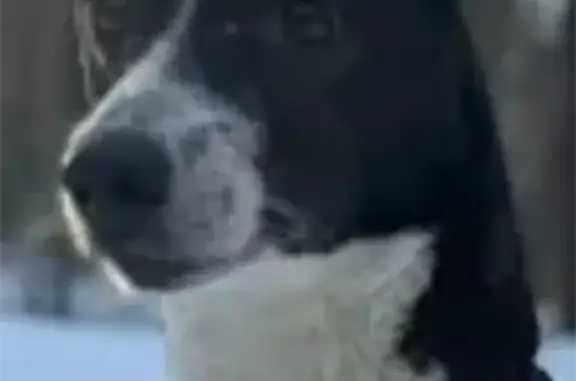 Пропала собака, Третьяковская улица, Борисоглебск - глухой, чёрно-белый окрас - photo