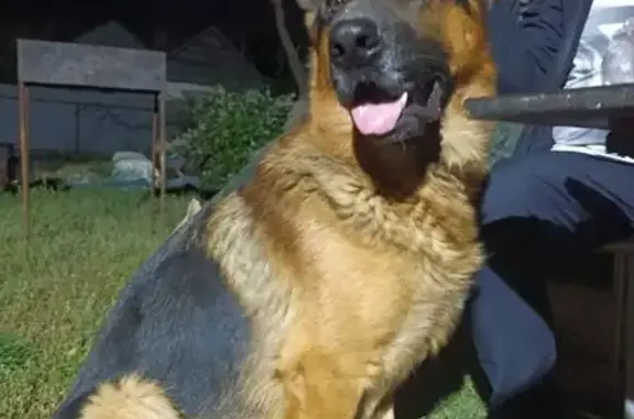 Пропала собака, улица Славы, 3, Астрахань - photo