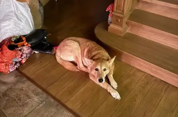 Пропала собака Девочка, Яковлевское (rl1156062) - photo