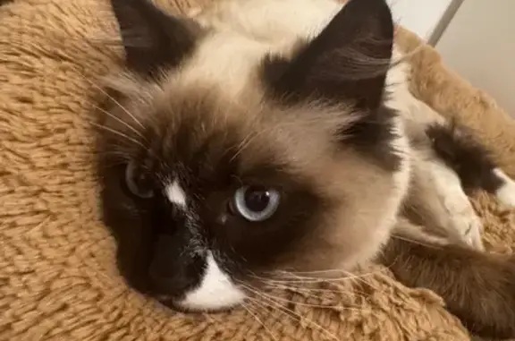 Найдена кошка, Москва, фото: Найден кот, Открытое шоссе, 14, Москва - пушистый и ласковый