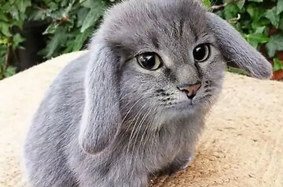 Найдена кошка, Мурино, фото: Найдена кошка, Привокзальная площадь, Мурино - отзывается на 