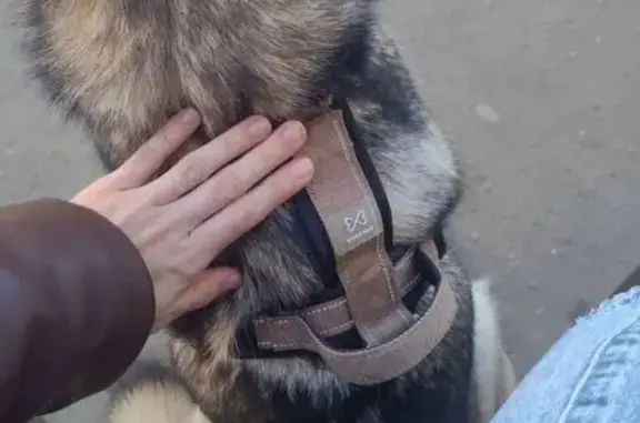 Найдена собака, Вологда, фото: Найдена собака, улица Карла Маркса, 123, Вологда