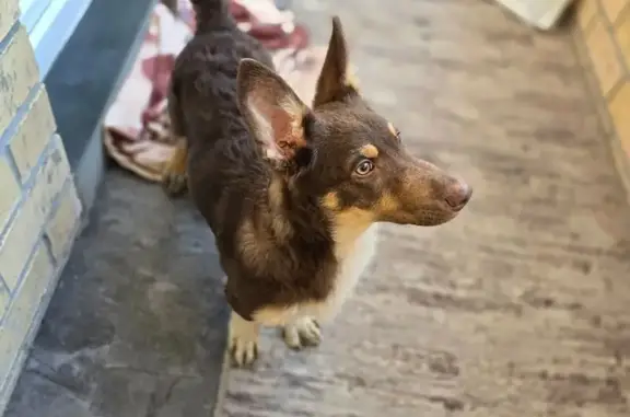 Найдена собака, Екатеринбург, фото: Найден собака, улица 8 Марта, 173, Екатеринбург - молодой пёс метис с корги